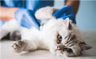 怎么去除猫咪身上的跳蚤小妙招
