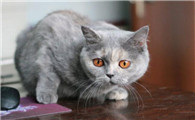 猫耳朵出血了怎么办