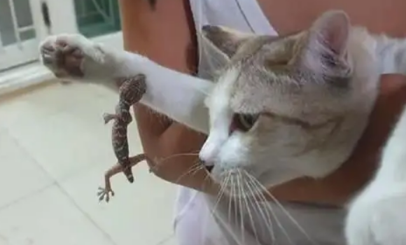 猫为什么喜欢吃壁虎?都是好奇心在作祟! 猫为什么喜欢吃壁虎?都是好奇心在作祟!