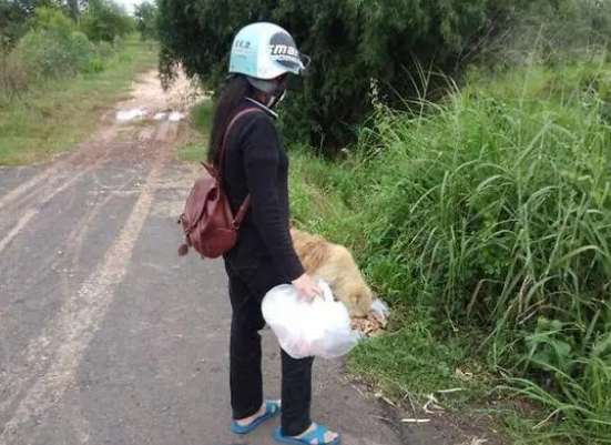狗狗走丢了，路口等待主人4年，重逢时，它却不跟主人走了