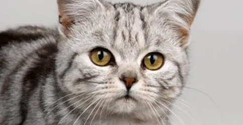 如何判断猫鼻支还是感冒