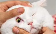 猫眼睛肿了流眼泪可以用盐水洗吗