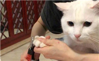 如何给猫咪剪指甲