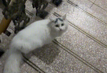 喂了一只流浪猫,竟被它找上门,守在门口3小时不离开 喂了一只流浪猫,竟被它找上门,守在门口3小时不离开