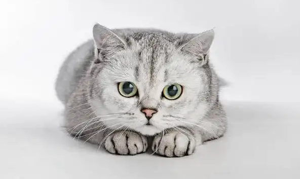 灰色猫咪是什么品种,快来get一下~ 灰色猫咪是什么品种,快来get一下~