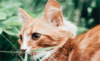 猫咪驱虫拉稀几天能好转