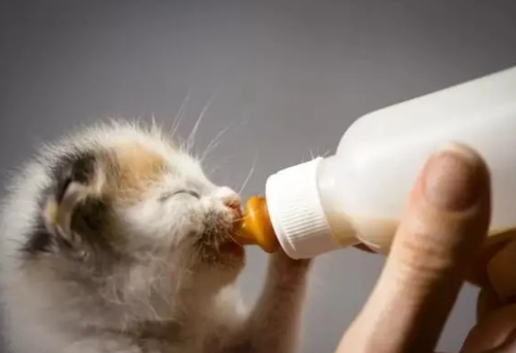 20天的小猫能养活吗 20天的小猫能养活吗