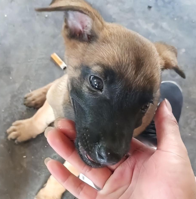 院子里传来惨烈的狗叫声，主人查看情况后语塞：谁让你这么馋？