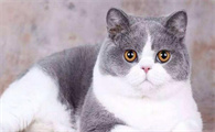 怎么看猫身上有没有跳蚤和虱子