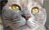 猫眼睛有白膜是什么原因
