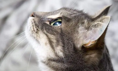 猫咪鼻子突然黑了一块怎么回事 猫咪鼻子突然黑了一块怎么回事