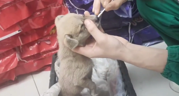 犬瘟、细小加冠状,仅两个月的流浪小奶狗被救助后,默默流着眼泪 犬瘟、细小加冠状,仅两个月的流浪小奶狗被救助后,默默流着眼泪