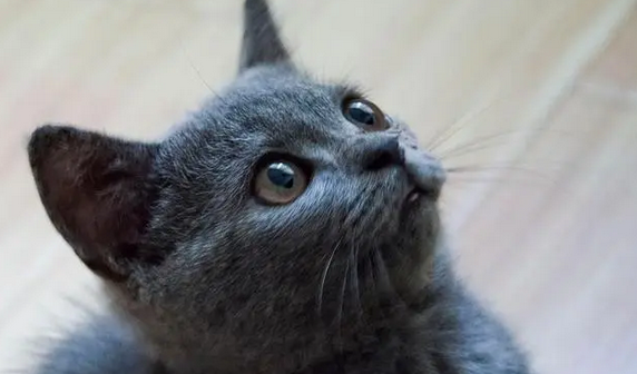 英短蓝猫的优缺点