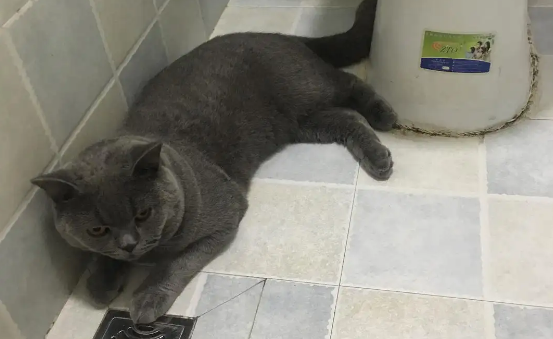 猫为什么喜欢在卫生间趴着？最后一种情况要重视！