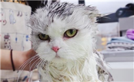 小猫没打疫苗能洗澡吗