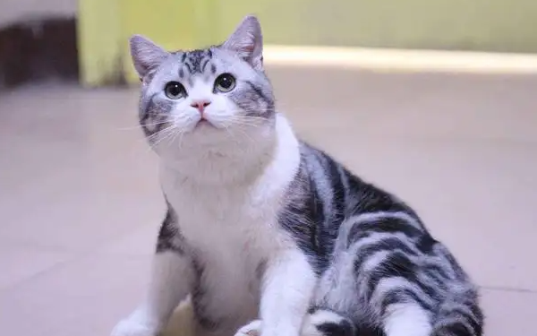 美国短毛猫能吃什么