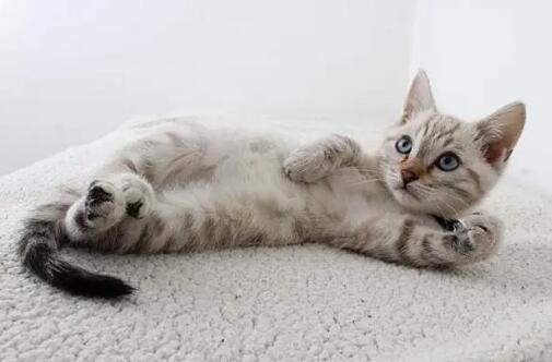 猫咪呼吸急促怎么办 什么原因