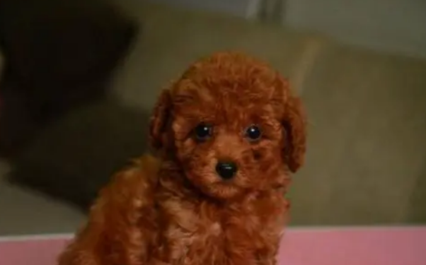 泰迪幼犬掉毛什么原因