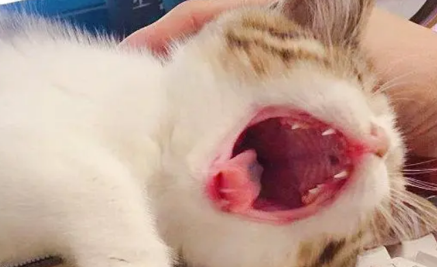 猫咪叫声很小感觉叫不出来怎么办?可能有这几种原因 猫咪叫声很小感觉叫不出来怎么办?可能有这几种原因