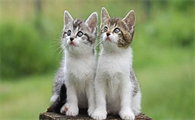 猫老是吐是因为什么