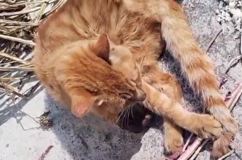 被烧断腿,伤口已经开始生蛆的流浪猫,它依然温柔对待靠近它的人 被烧断腿,伤口已经开始生蛆的流浪猫,它依然温柔对待靠近它的人