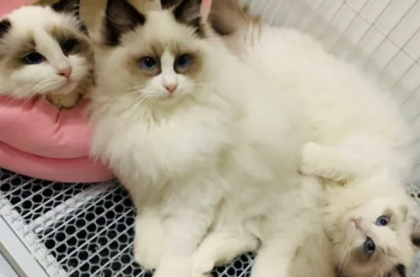 双血统布偶猫多少钱 双血统布偶猫多少钱