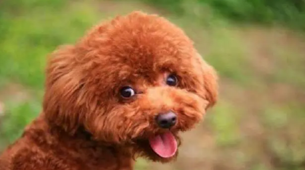 泰迪狗一只眼睛流泪是怎么回事啊 泰迪狗一只眼睛流泪是怎么回事啊