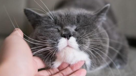 猫咪嘴唇周围脱毛怎么回事 猫咪嘴唇周围脱毛怎么回事