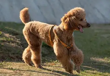 一文告诉你,贵妇犬应该怎么修剪毛发? 一文告诉你,贵妇犬应该怎么修剪毛发?