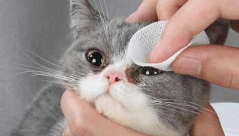 猫眼睛分泌物有点红色是怎么回事 猫眼睛分泌物有点红色是怎么回事