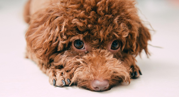 贵宾犬喜欢怎样的主人?新手朋友一定要了解 贵宾犬喜欢怎样的主人?新手朋友一定要了解