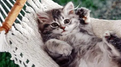 猫咪怀孕拉肚子怎么办啊