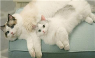 猫的爪子肉垫烂了怎么回事儿