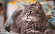 猫癣的传播途径