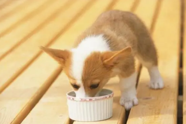 柯基犬好多钱一只 柯基犬好多钱一只