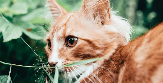 小猫叫声沙哑怎么回事儿