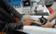 猫咪做b超多少钱