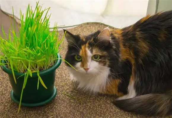驱蚊草对猫有害吗