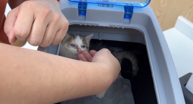 用凶猛伪装自己的患病流浪猫,当小哥把它装进航空箱,它秒变温顺 用凶猛伪装自己的患病流浪猫,当小哥把它装进航空箱,它秒变温顺