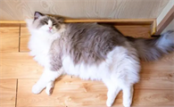 猫口炎引起的原因