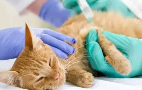 宠物猫需要打什么疫苗 宠物猫需要打什么疫苗