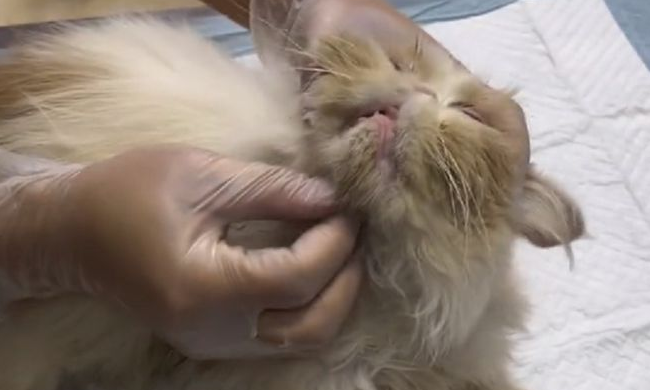 被困通风井的流浪猫,靠近后发现竟是加菲猫,小哥:只能量力而行 被困通风井的流浪猫,靠近后发现竟是加菲猫,小哥:只能量力而行