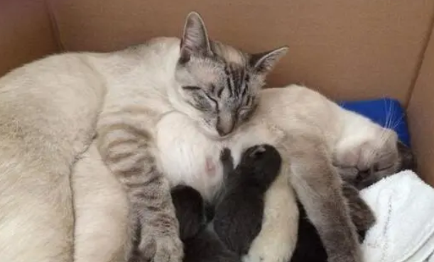 猫咪怀孕会变得粘人吗 猫咪怀孕会变得粘人吗