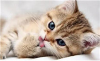 猫咪配种以后呕吐正常吗怎么办