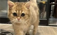 小猫多大可以断奶