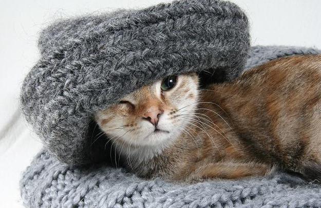 感冒和猫鼻支分不清,盖夫猫胺膏有效预防 感冒和猫鼻支分不清,盖夫猫胺膏有效预防