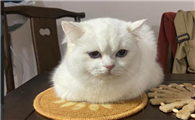 猫咪口炎严重会怎样