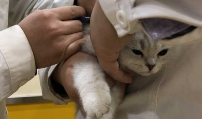 猫是不是必须要打疫苗 猫是不是必须要打疫苗