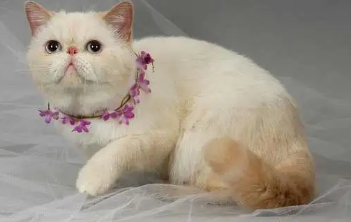 来看看重点色短毛猫和暹罗猫有什么区别吧~