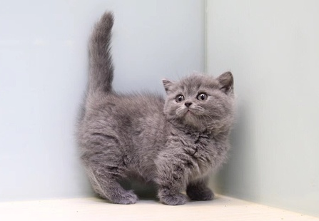 不建议买矮脚猫,是有原因的! 不建议买矮脚猫,是有原因的!